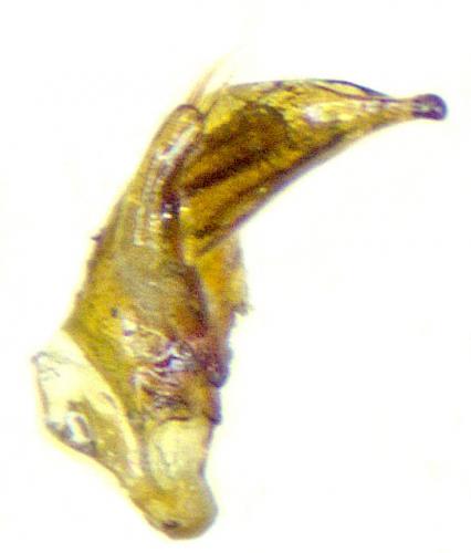 Réf. 185 954 : Trechus distinctus